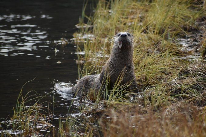Otter-with-Fish